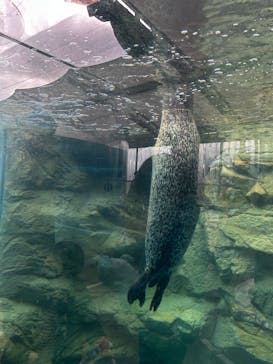 京都水族館に投稿された画像（2025/1/13）