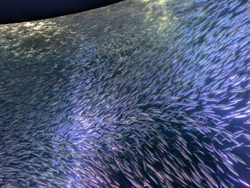 名古屋港水族館に投稿された画像（2025/1/13）