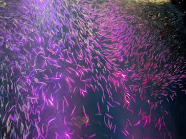 名古屋港水族館に投稿された画像（2025/1/13）