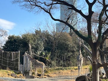 天王寺動物園に投稿された画像（2025/1/13）