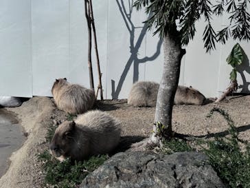 神戸どうぶつ王国に投稿された画像（2025/1/13）