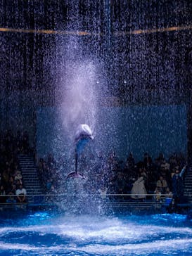 マクセル アクアパーク品川に投稿された画像（2025/1/13）