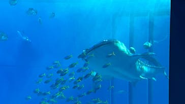 沖縄美ら海水族館に投稿された画像（2025/1/13）