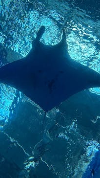 沖縄美ら海水族館に投稿された画像（2025/1/13）