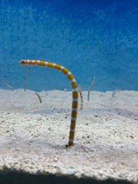 大分マリーンパレス水族館 「うみたまご」に投稿された画像（2025/1/13）
