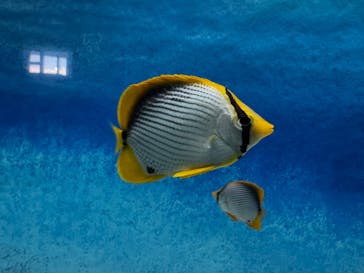 大分マリーンパレス水族館 「うみたまご」に投稿された画像（2025/1/13）