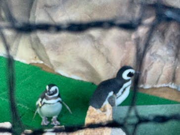 大分マリーンパレス水族館 「うみたまご」に投稿された画像（2025/1/13）