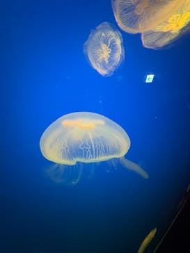 大分マリーンパレス水族館 「うみたまご」に投稿された画像（2025/1/13）
