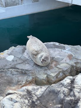 大分マリーンパレス水族館 「うみたまご」に投稿された画像（2025/1/13）