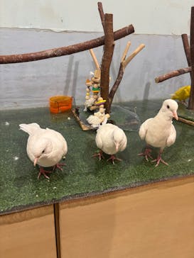 Moff animal cafe MARKIS 福岡ももち店に投稿された画像（2025/1/13）