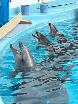 マリンワールド海の中道に投稿された画像（2025/1/13）