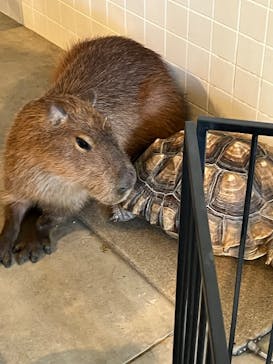 霞ケ浦 どうぶつとみんなのいえに投稿された画像（2025/1/13）