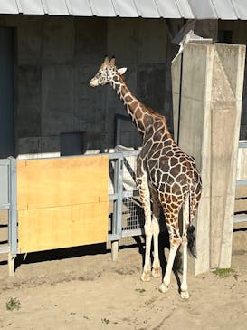 霞ケ浦 どうぶつとみんなのいえに投稿された画像（2025/1/13）