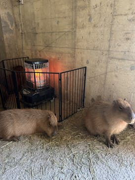 霞ケ浦 どうぶつとみんなのいえに投稿された画像（2025/1/13）