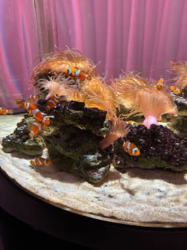 NIFREL（ニフレル）に投稿された画像（2025/1/13）