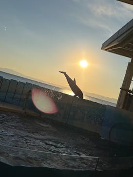 新江ノ島水族館に投稿された画像（2025/1/13）