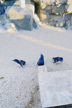 葛西臨海水族園に投稿された画像（2025/1/13）