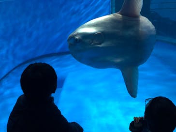 アクアワールド茨城県大洗水族館に投稿された画像（2025/1/13）
