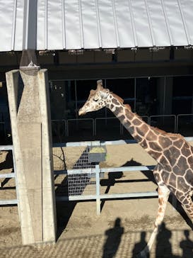 霞ケ浦 どうぶつとみんなのいえに投稿された画像（2025/1/13）