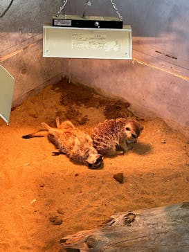 霞ケ浦 どうぶつとみんなのいえに投稿された画像（2025/1/13）