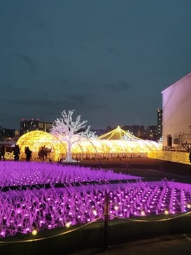 東京メガイルミに投稿された画像（2025/1/13）