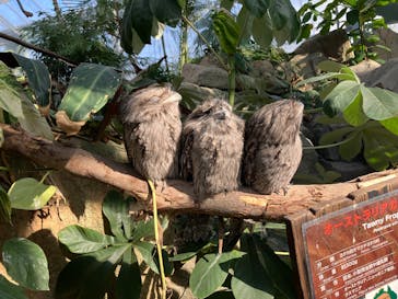 神戸どうぶつ王国に投稿された画像（2025/1/13）