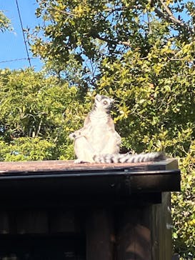 神戸どうぶつ王国に投稿された画像（2025/1/13）