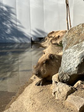 神戸どうぶつ王国に投稿された画像（2025/1/13）