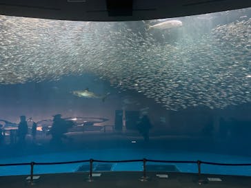 名古屋港水族館に投稿された画像（2025/1/13）