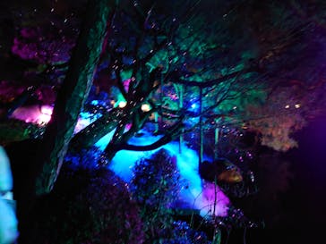 NAKEDヨルマイリ 2025-26 平安神宮に投稿された画像（2025/1/13）