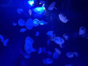 サンシャイン水族館に投稿された画像（2025/1/13）