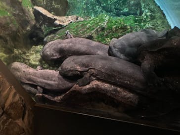 京都水族館に投稿された画像（2025/1/13）