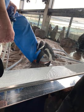 京都水族館に投稿された画像（2025/1/13）
