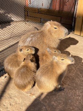 伊豆アニマルキングダムに投稿された画像（2025/1/7）