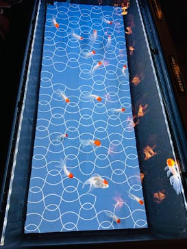 すみだ水族館に投稿された画像（2025/1/13）