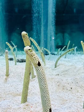 すみだ水族館に投稿された画像（2025/1/13）