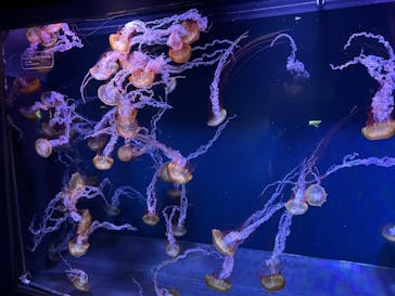 すみだ水族館に投稿された画像（2025/1/13）