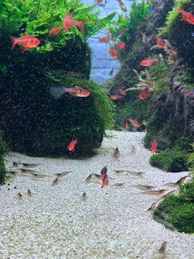 すみだ水族館に投稿された画像（2025/1/13）