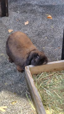 おさるランド＆アニタウン　日光さる軍団劇場に投稿された画像（2025/1/13）