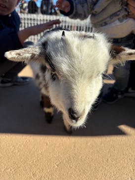 あらかわ遊園に投稿された画像（2025/1/13）