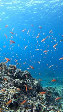  マリンショップHAPPYに投稿された画像（2025/1/13）