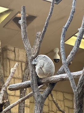 名古屋市東山動植物園に投稿された画像（2025/1/14）