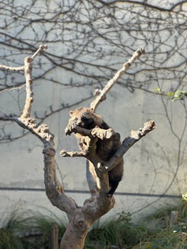 名古屋市東山動植物園に投稿された画像（2025/1/14）