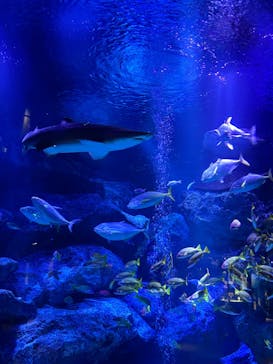 すみだ水族館に投稿された画像（2025/1/14）