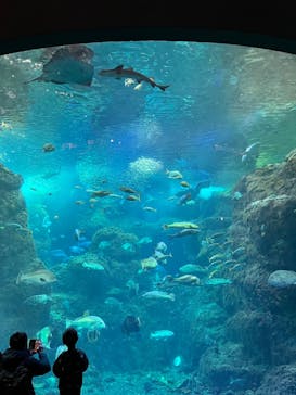 新江ノ島水族館に投稿された画像（2025/1/14）