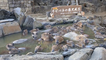 伊豆シャボテン動物公園に投稿された画像（2025/1/14）