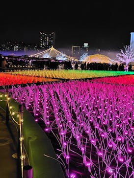 東京メガイルミに投稿された画像（2025/1/14）