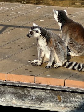 神戸どうぶつ王国に投稿された画像（2025/1/14）