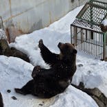 のぼりべつクマ牧場に投稿された画像（2024/12/13）