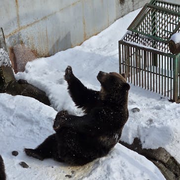 のぼりべつクマ牧場に投稿された画像（2024/12/13）